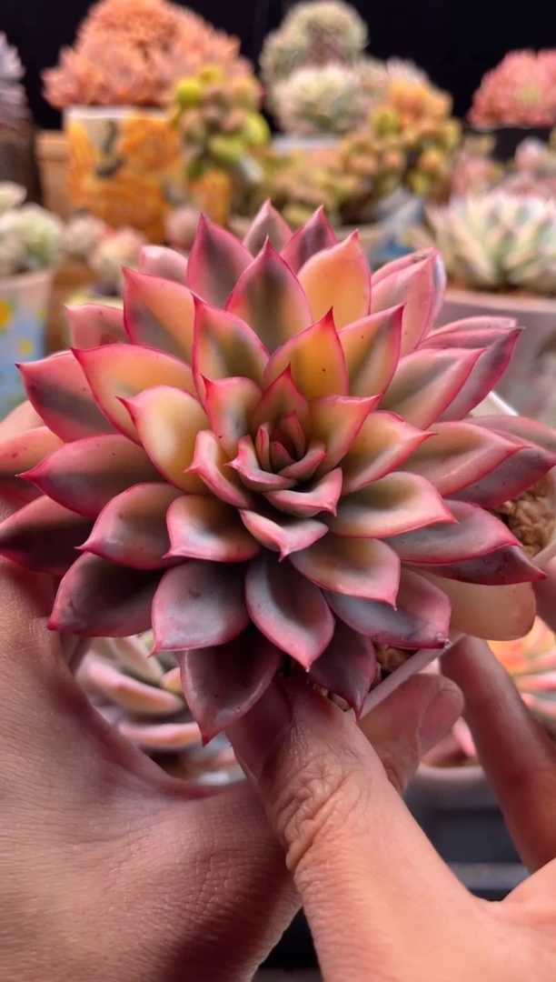 【闪购商品】1.20-18月光女神锦