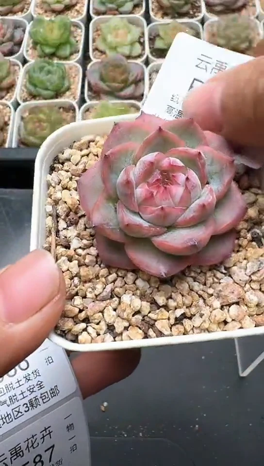 585F云禹多肉植物 默认脱土纸巾打包 3颗包邮
