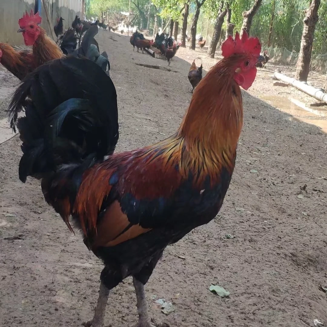 公鸡5斤左右一只＋母鸡一只4斤左右 两只9斤装粮食喂养活鸡