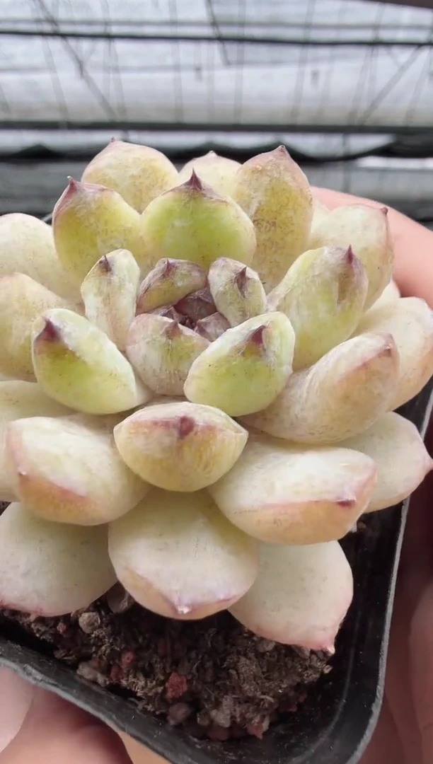 东云多肉园新款-31