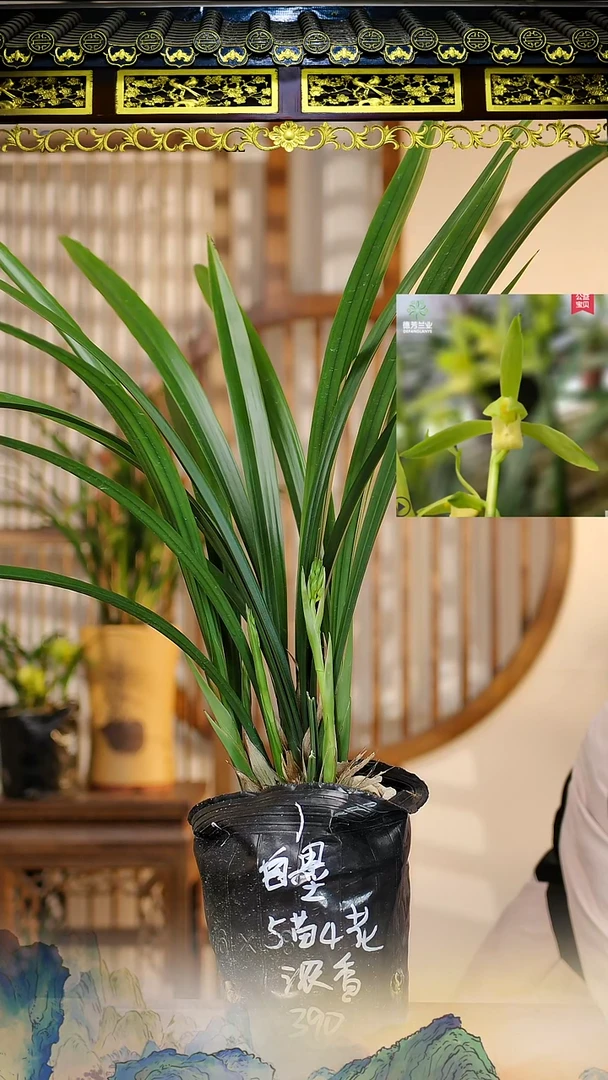 全部花苞白墨5苗4花