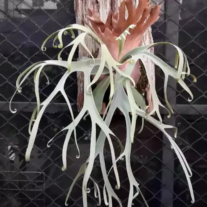 黄月鹿角蕨孢子苗8cm盆径包邮