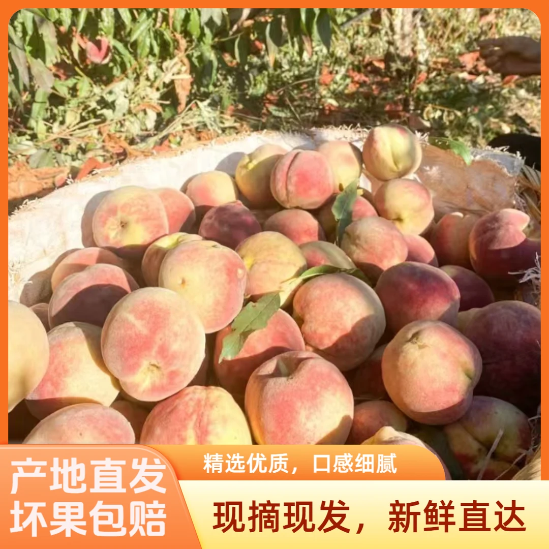 【2025鲜果】山东特产天宝山冬桃脆桃脆甜爽口多汁新鲜采摘秋桃冬桃