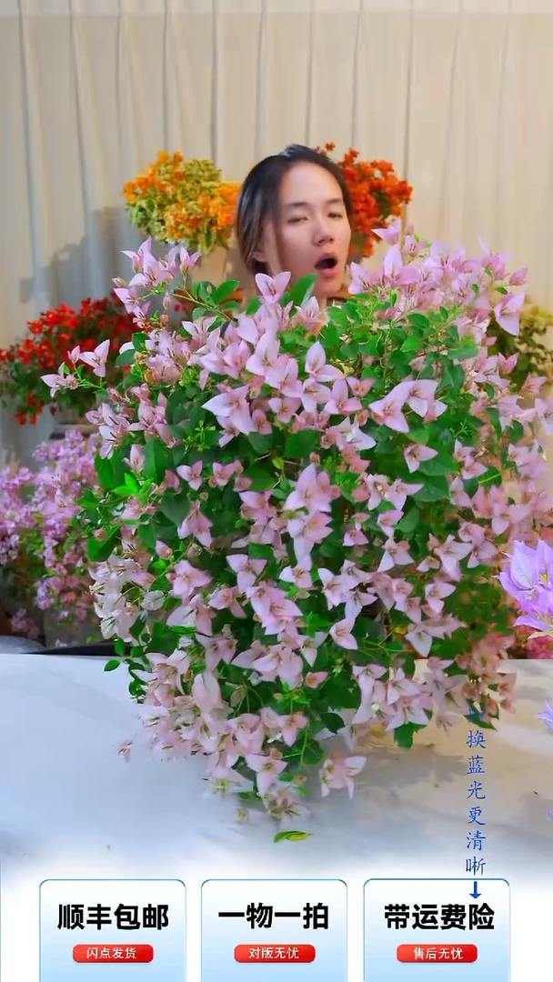 大部分开放少量花苞迷你樱花