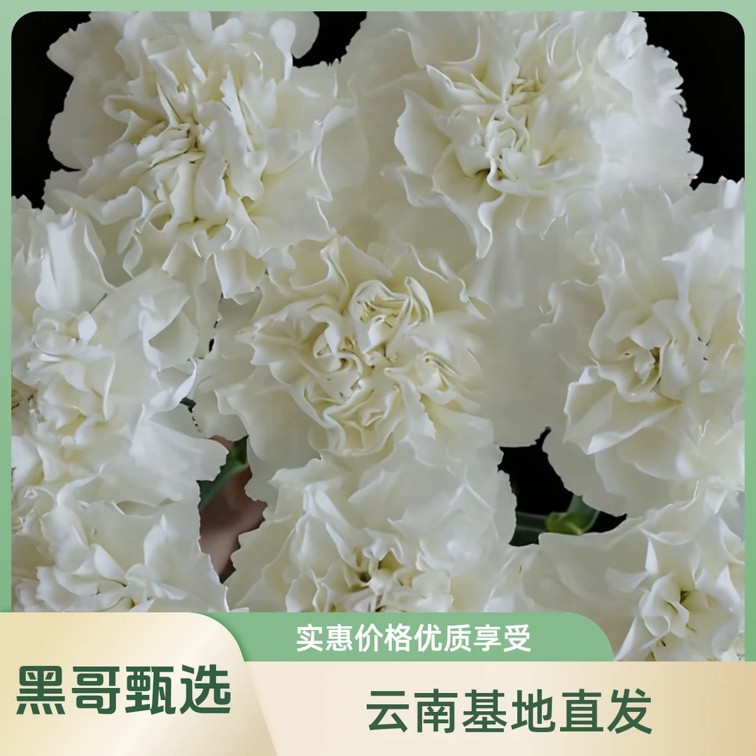 （白色）康乃馨到手20枝2枝含损鲜花