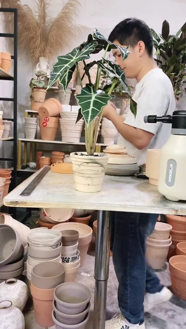 13*12绿白陶竹节 1盆无托