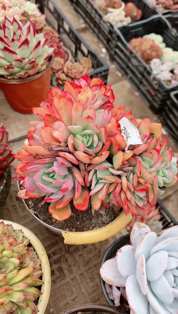 【闪购商品】20166