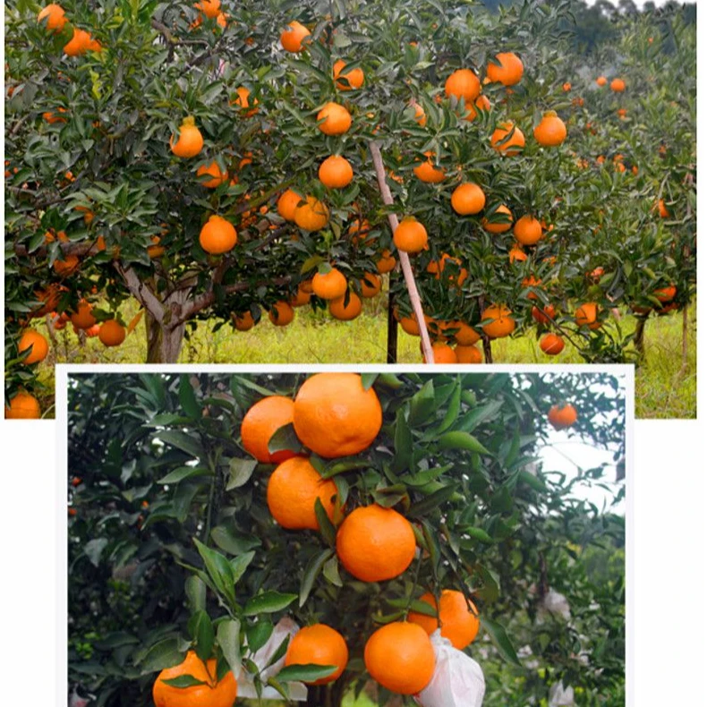 原土原杯柑橘杯苗（部分）带花苞