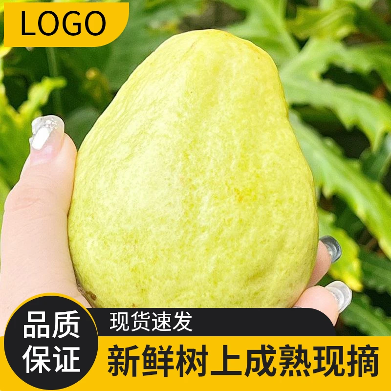 广东新鲜正宗珍珠白心芭乐番石榴清脆香甜自家果园现摘水果包邮