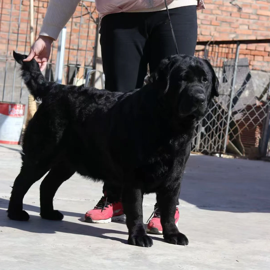 【鑫石犬舍】精选拉布拉多狗狗