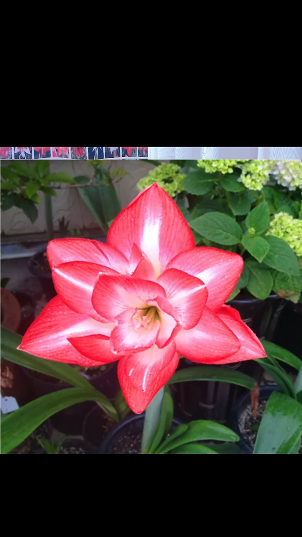 朱顶红花孔雀6厘米