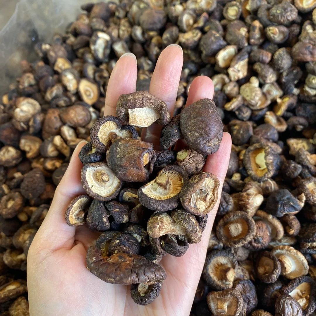 【观潮优选】特级小香菇500g迷你珍珠菇特小无根肉厚椴木
