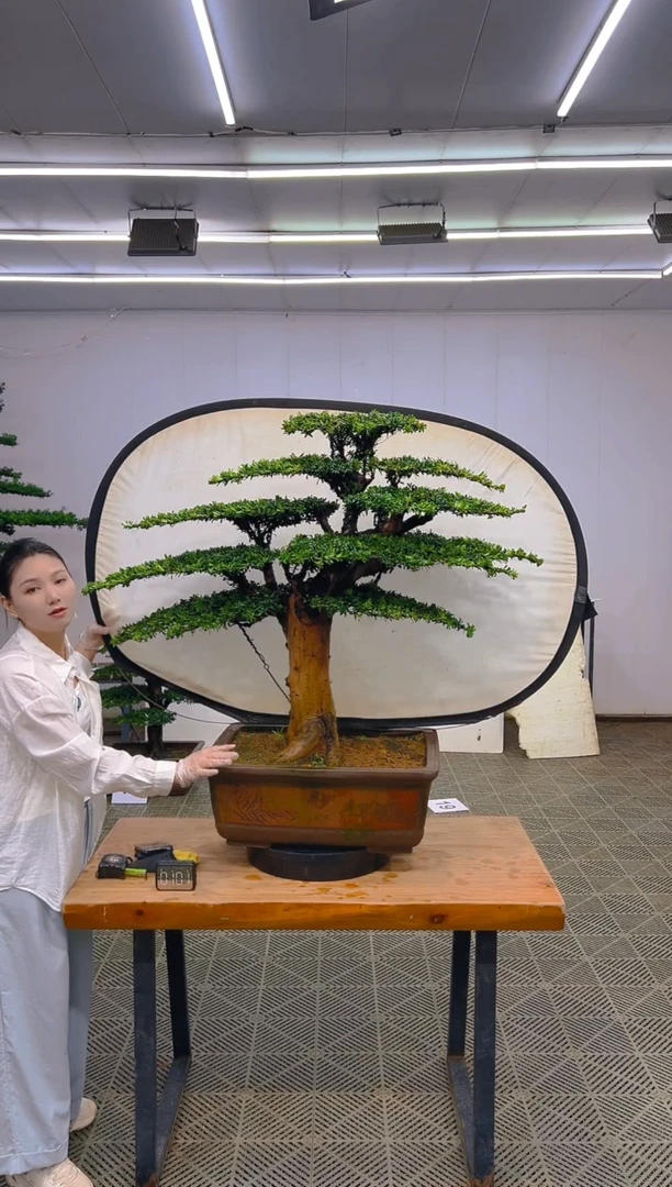 无花朵一物一拍一物一拍