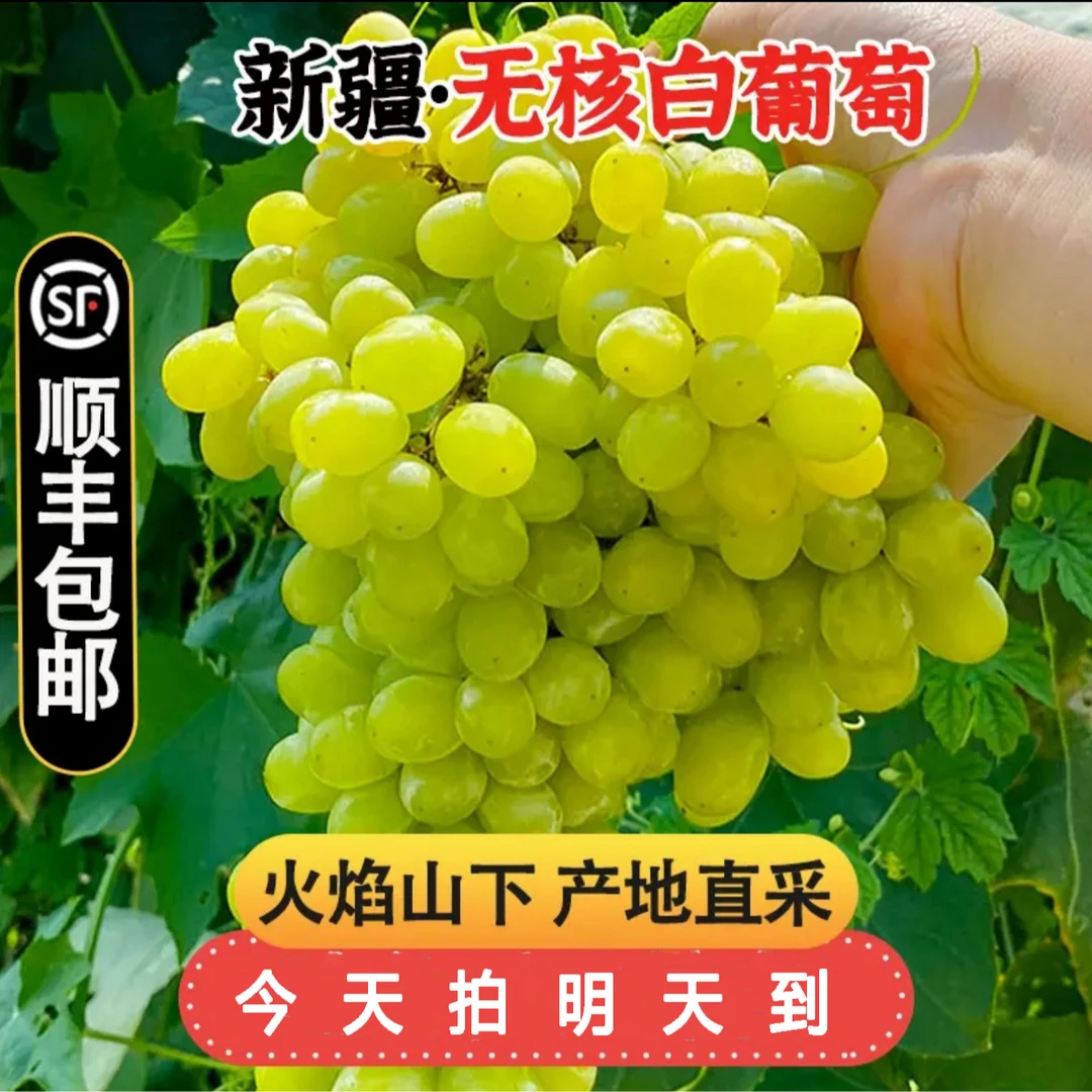 【主播推荐】新疆吐鲁番火焰山 LZ2无核白 小蜜蜂葡萄果 4斤更划算葡萄同城送新疆维吾尔自治区