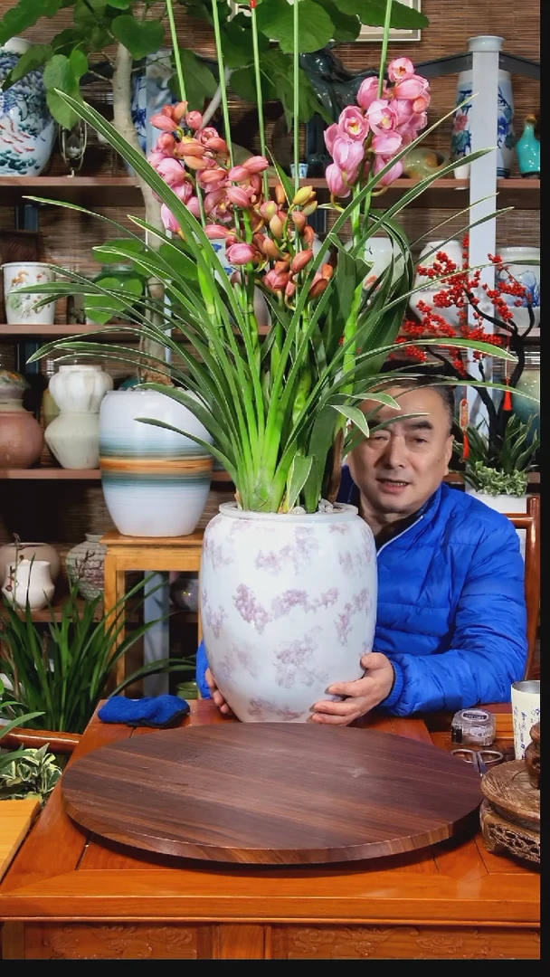 无花朵巴**使水之韵水培大花蕙兰