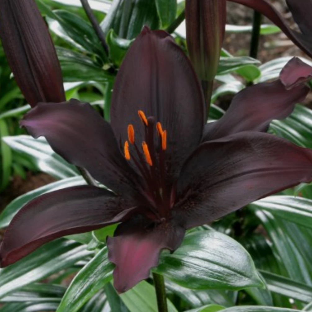 新品【黑名单】12/14（小球） 亚百百合种球进口百合种球栽种