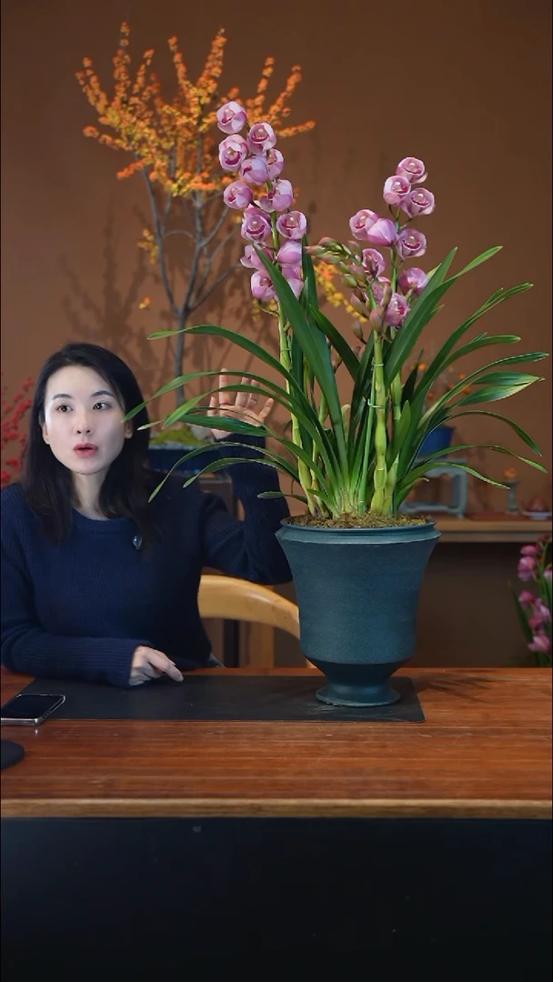 全部花朵粉黛盆景盆景盆景