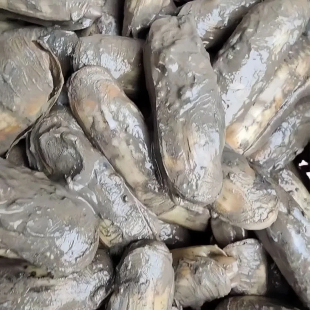 正宗宁海长街蛏子带泥不泡水肥美海鲜顺丰直发 中大号通货