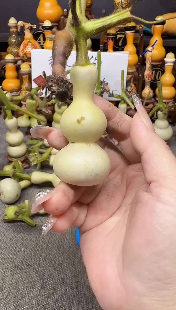 s***y高端葫芦高端客户