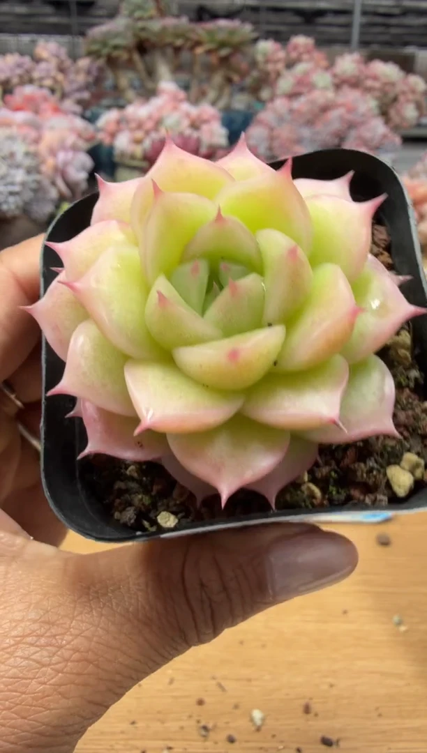 东云多肉园二店-132