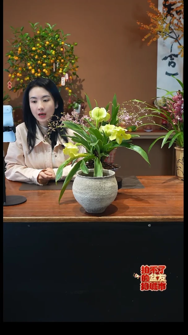 全部花朵佳*?绿肉饼盆景盆景盆景