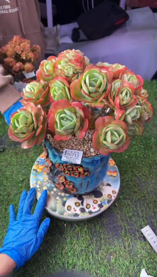 昆明印象多肉06713