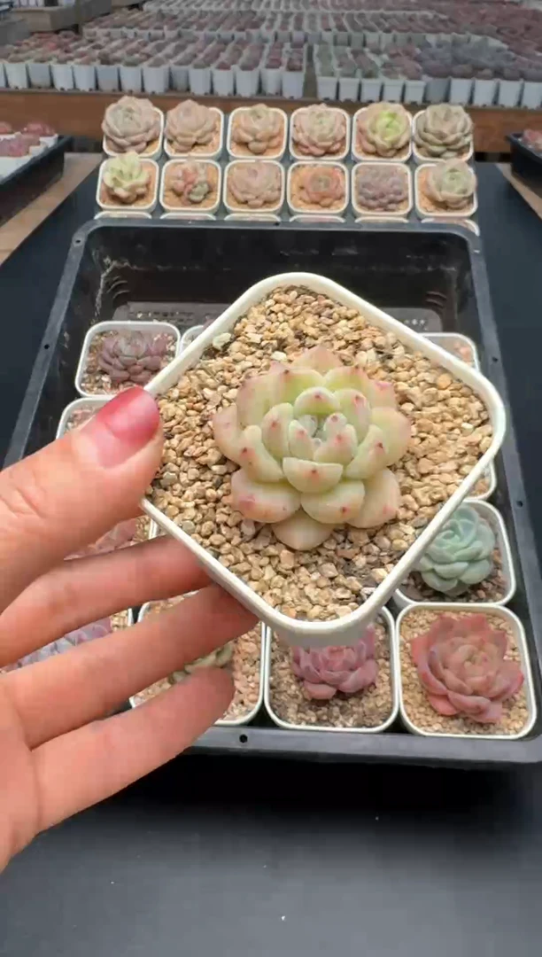 【闪购商品】075号一物一拍珍妮多肉花卉植物3颗起发