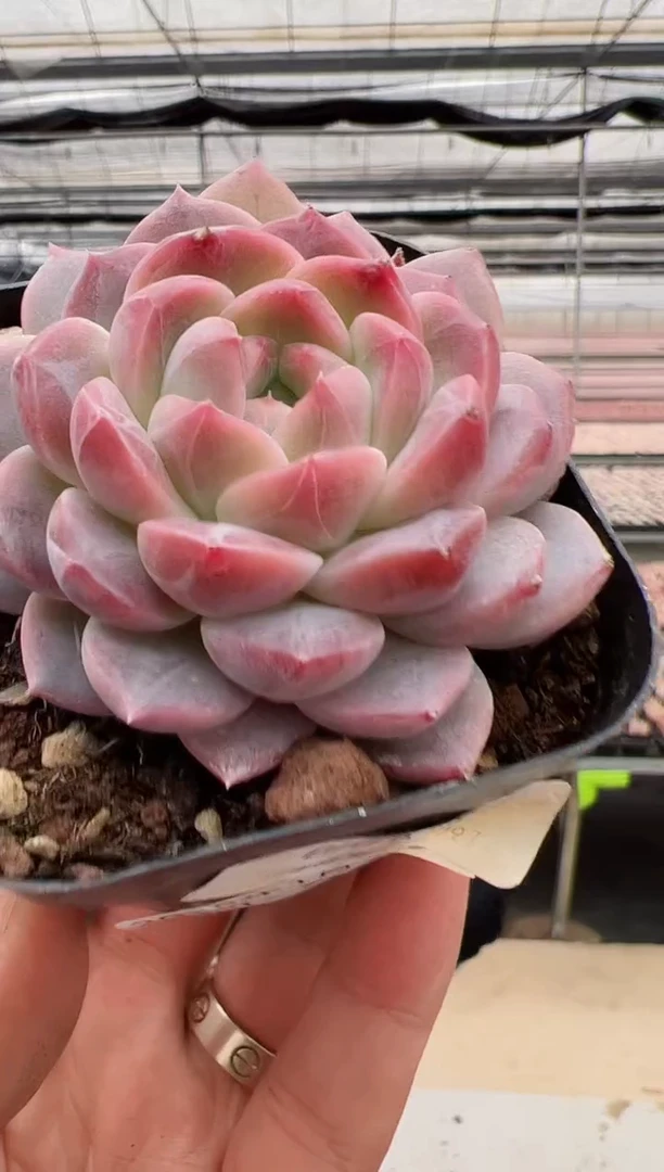 【闪购商品】福利款-22（红运）