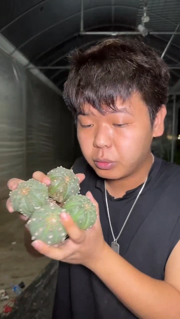 4颗 实生根 星兜 品种不指定