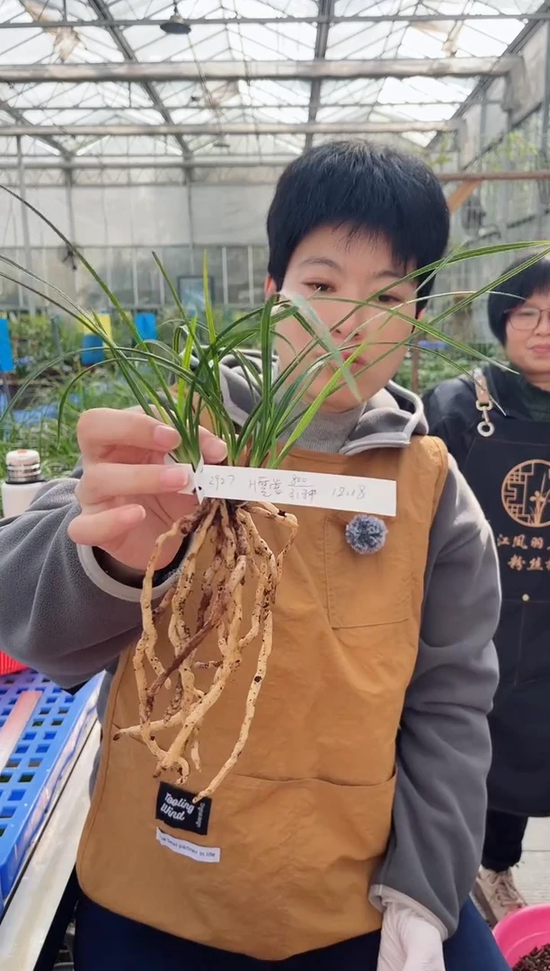 当前无花朵，栽培后可花朵用****7霓裳，，，3927