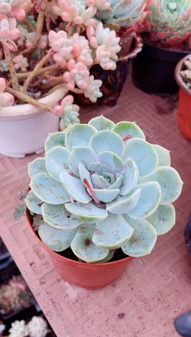 25136多肉植物一物一拍