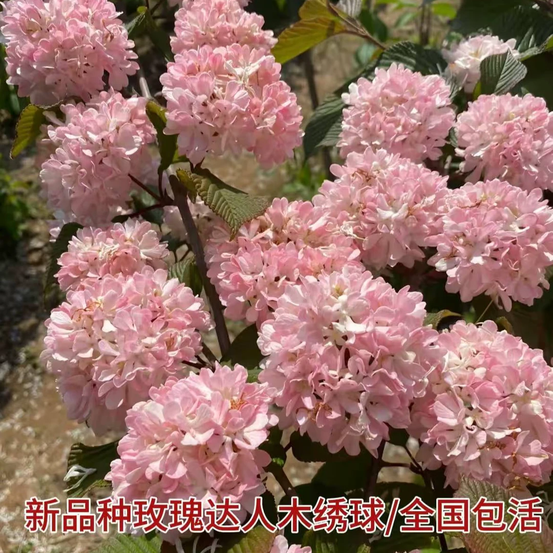 玫瑰达人，绣球花天花板，开粉红色花