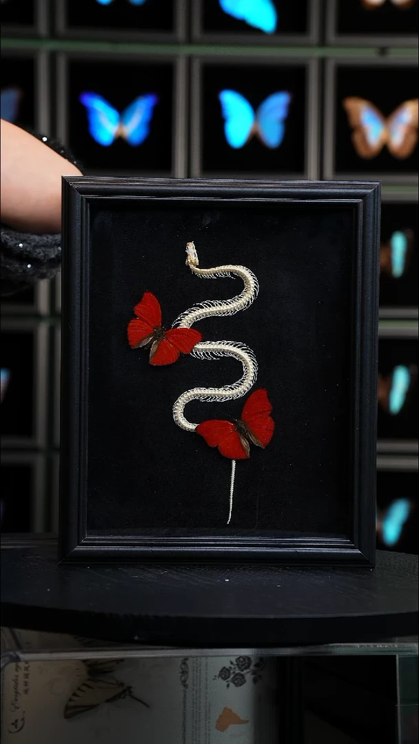 血漪双蝶+蛇骨标本