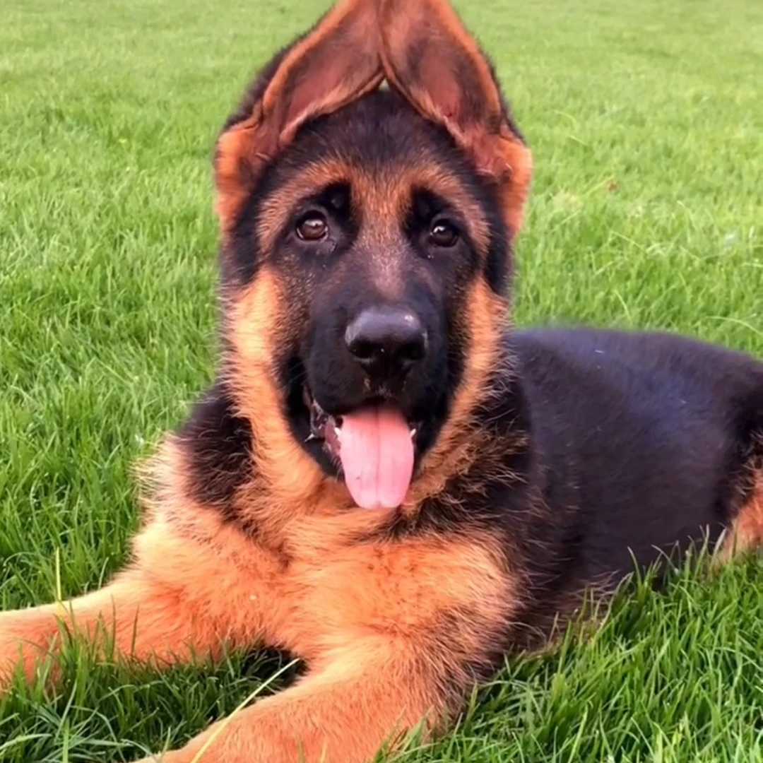 老鬼德牧，活体狗狗