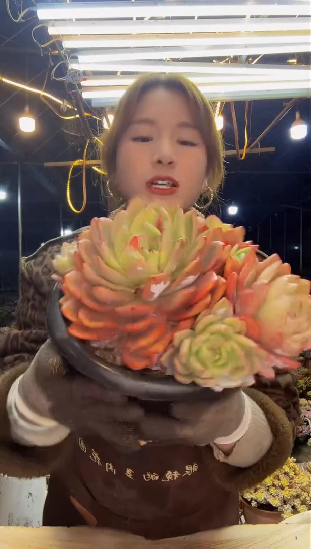 【闪购商品】群生橙梦露脱土包邮