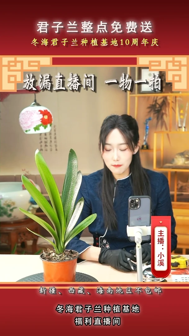 当前无花朵，栽培后可花朵半****沙君子兰