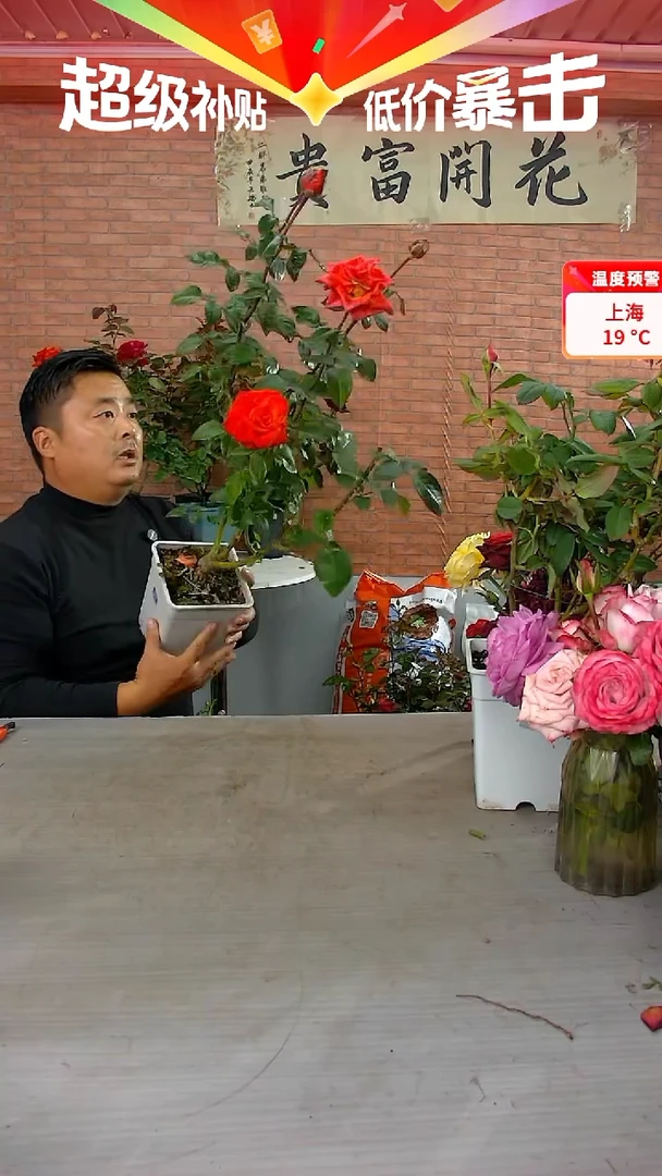 当前无花朵，栽培后可花朵修行者