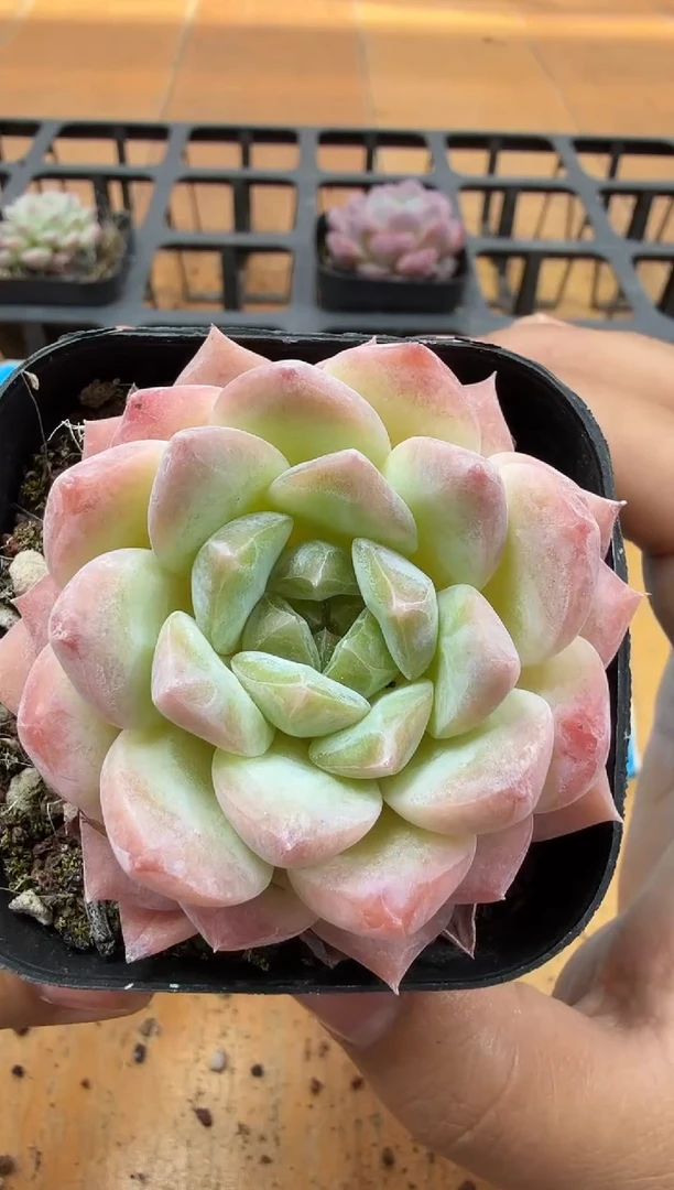 东云多肉园二店-181