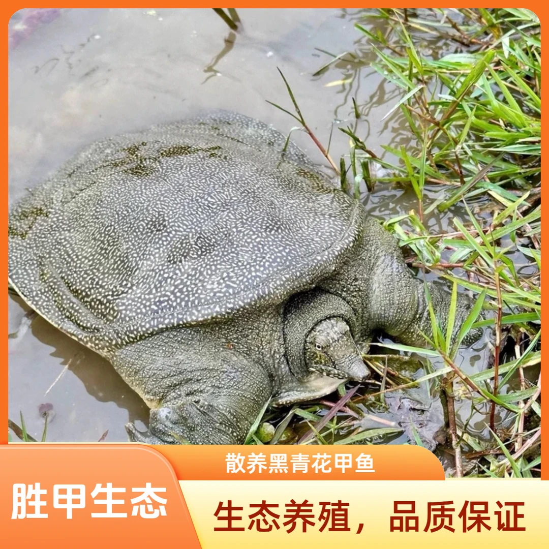鲜食用甲鱼两只共5-6斤青黑背中华鳖水老鳖顺丰冷链包邮到家