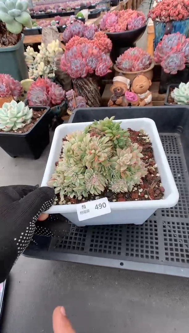 490东云锦一物一拍