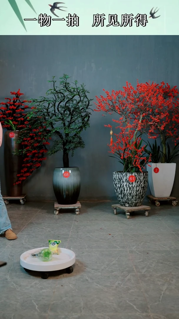 以实际为准赵****7广东小叶紫檀*68北美冬青*61