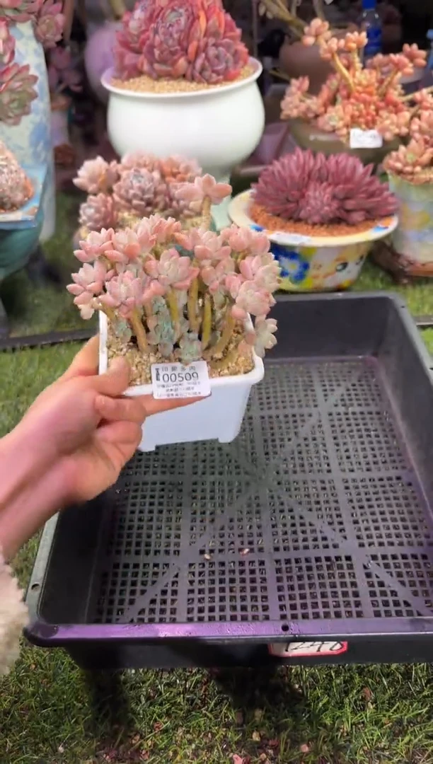 【闪购商品】00509