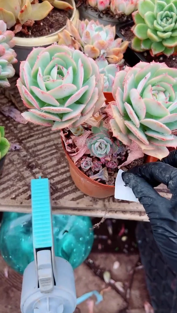 云*多肉植物一物一拍08104