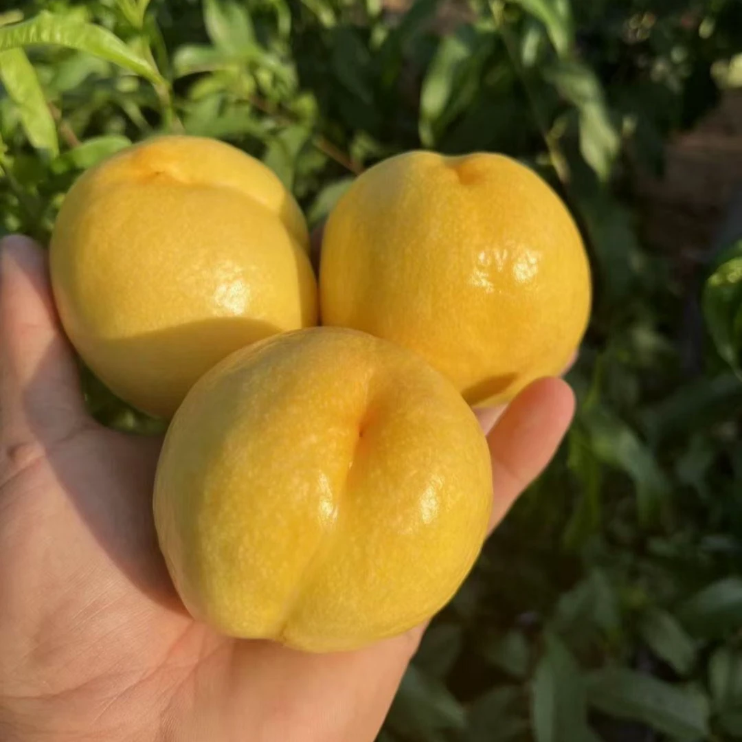 【京东/顺丰随机发】蒙阴黄金油桃新鲜脆甜黄心油桃净重3斤/4.5斤