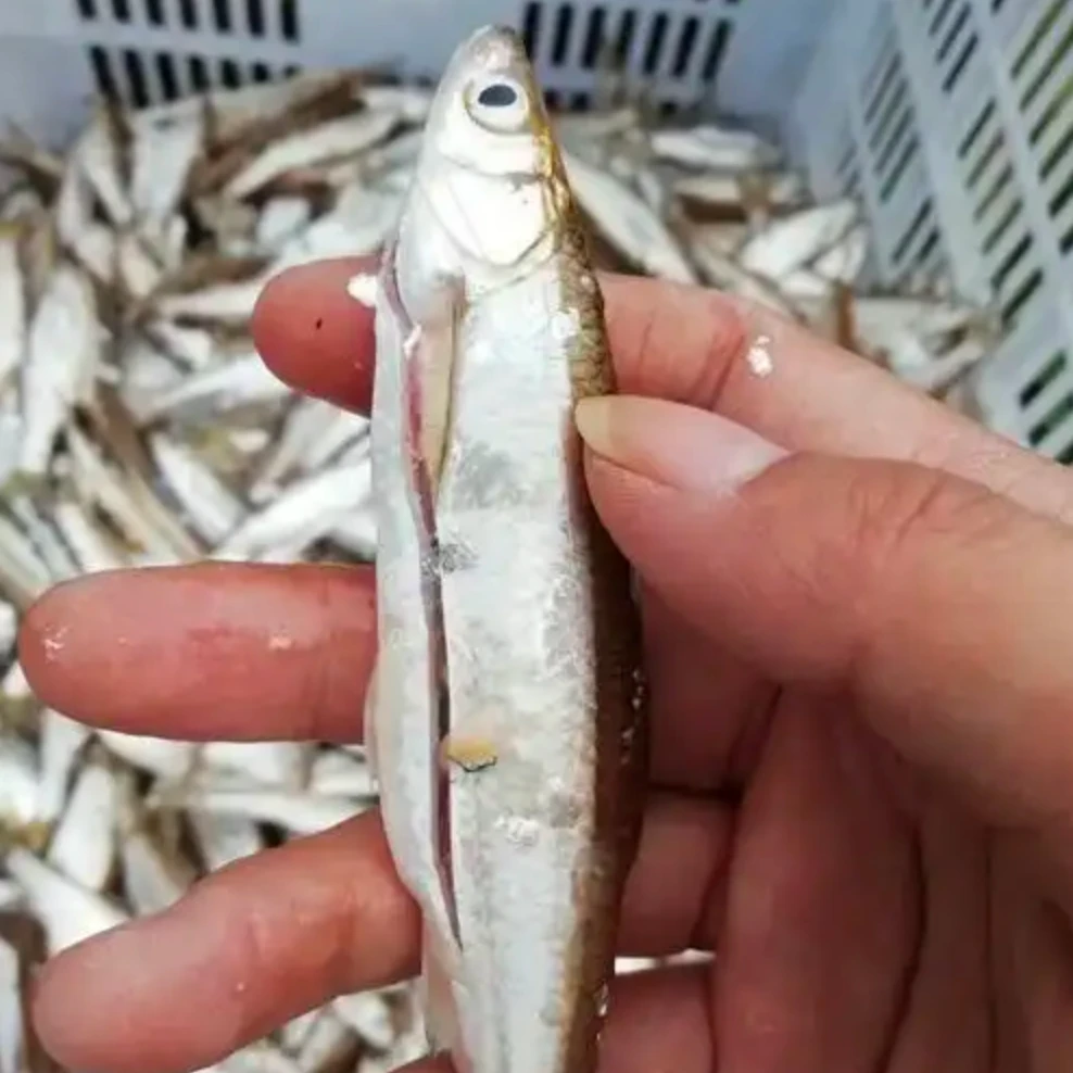 [鲜鱼]北江河新鲜野生蓝刀鱼鲜香可口可煎/闷/蒸/煮汤