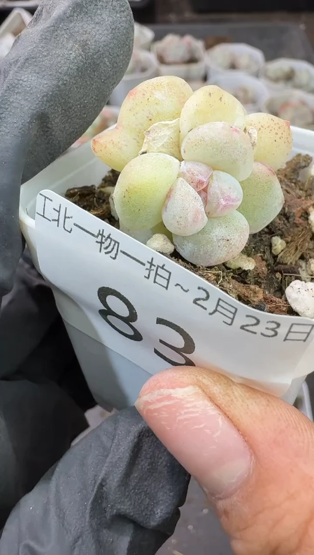 【闪购商品】83号到手1框-江北多肉