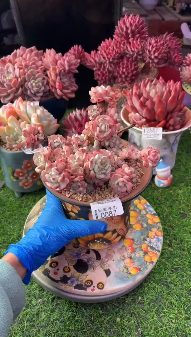 昆明印象多肉0087