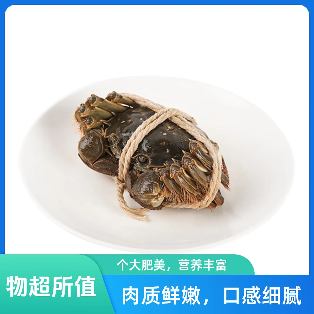 兴化大闸蟹2.1-2.4两 母 1只