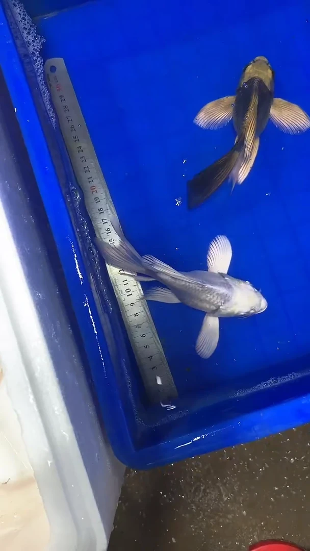 蝴蝶鲤鱼蝴蝶鲤直播选鱼专用链接
