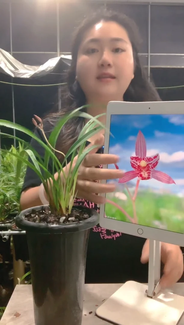 大部分开放少量花苞渔**晚红猫蕊蝶